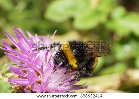  Macro of a summer Caucasian bumblebee Bombus lucorum sitting and raising a paw on a white and purple flower cornflower                              