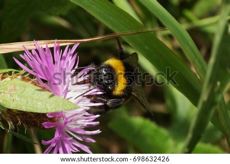 Macro view from the front of the summer Caucasian bumblebee Bombus lucorum sitting on a white and purple flower cornflower                               