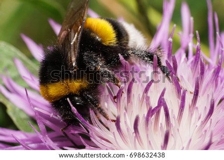 Macro view of a fluffy Caucasian bumblebee Bumblebee lucorum sitting and raising a paw on a white and purple flower cornflower                               