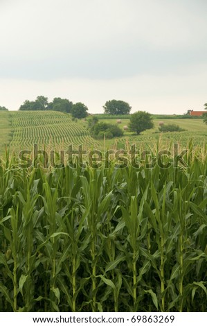 Corn Heaven