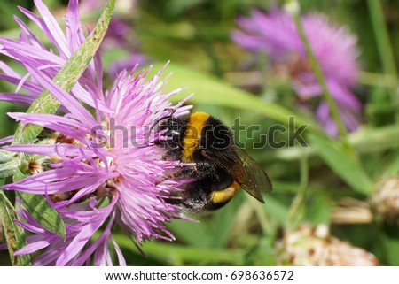 Close-up view of the Caucasian yellow-black bumblebee Bombus lucorum sitting on a bright white-purple flower cornflower                              