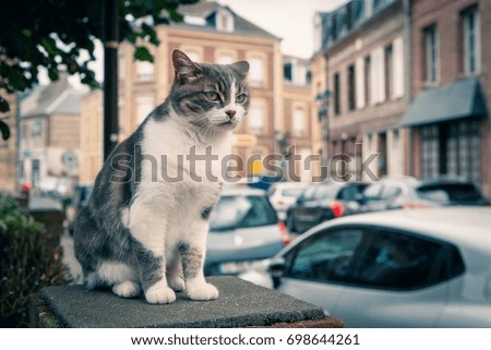 Pet cat walking on the streets of a European town