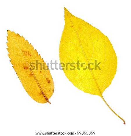 autumn leaf isolated on a white