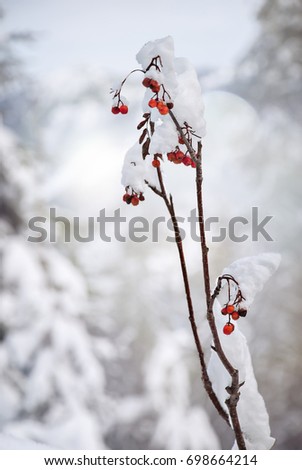 Selective focus of snow powder on red berries