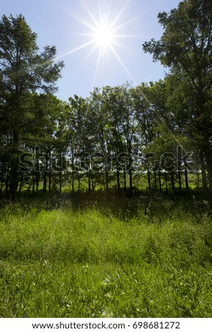 Several trees growing on the edge of a field with grass. In the blue sky shining bright sun