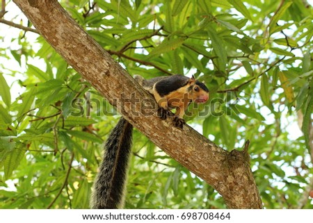 a squirrel enjoying its time in the trees