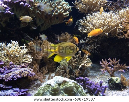Pseudanthias pleurotaenia fish in aquarium