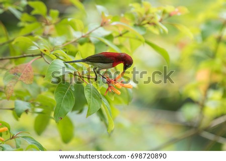 Crimson Sunbird,Trag,Thailand 