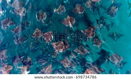 mobula rays, sea of cortez, mexico Royalty-Free Stock Photo #698734786