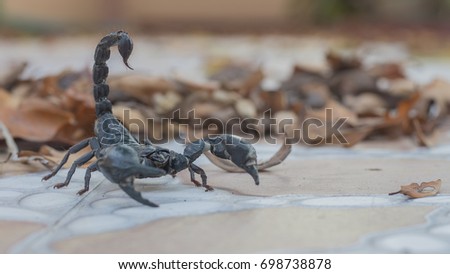 Elephant scorpion is biggest scorpion 