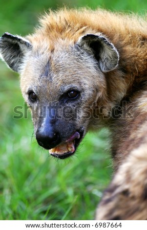 African Hyena