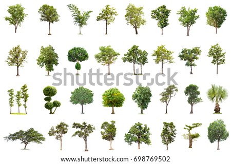 Isolated tree on white background , The collection of trees.