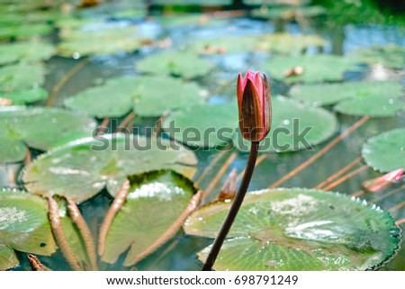 Lotus pond. Lotus is an aquatic plant with it its seeds may remain viable for many years. This is Nelumbo nucifera specie of lotus. Selective focus.