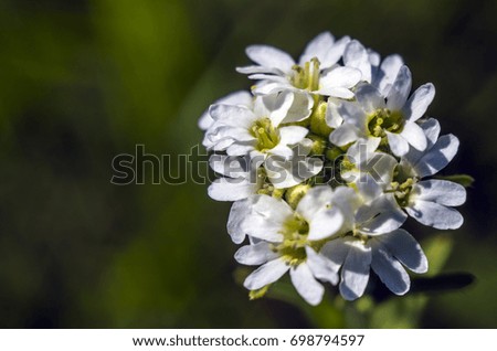 Photos of plant parts at high magnification, Flowers of field plants, summer in Siberia, pistils and stamens,