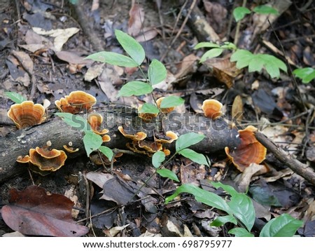 Beautiful close up group mushrooms growing on the tree stump inside the natural forest