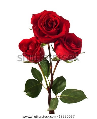 three dark red roses isolated on white Royalty-Free Stock Photo #69880057
