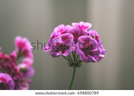 closeup of beautiful colored flowers with blur background nature - vintage film look