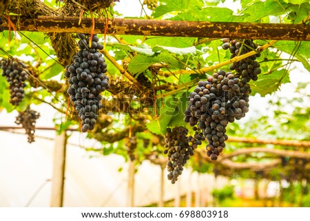 Wine grapes in Thai, Thailand.