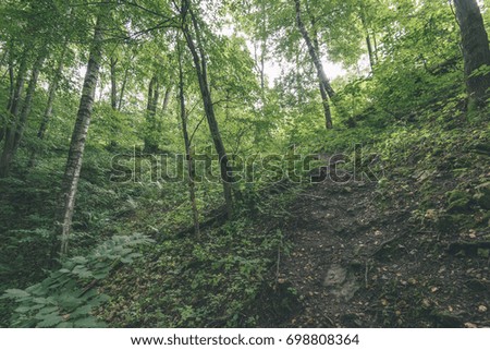 forest trees. nature green wood sunlight backgrounds. - vintage film look