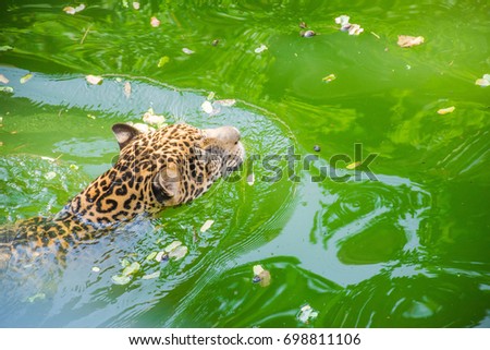 Leopard is playing water