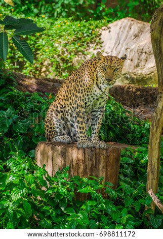 Leopard is sitting on a Timber