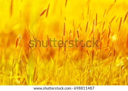 Autumn field grass in golden tones. Meadow grass background in the morning sun rays. Autumn field background. Autumn design floral nature background In warm  colors