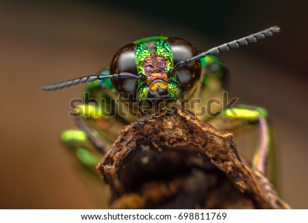 insect  Royalty-Free Stock Photo #698811769