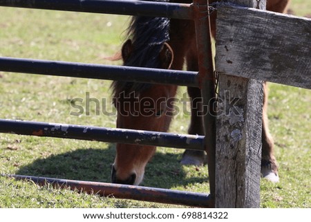 Horse eating grass behind fence