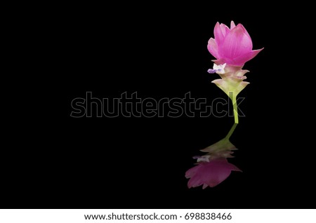 Lotus Pink Paradise is on a black background.