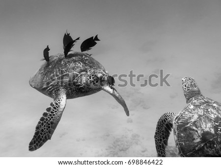 Black and white photo of Sea Turtles, Oahu Hawaii