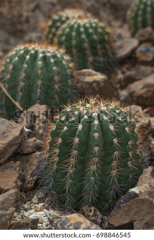 Cactus in garden 