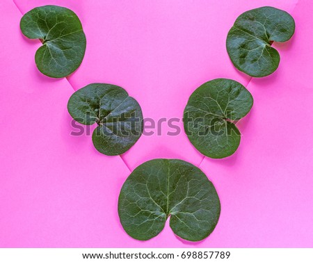Green round leaves on a pink background. Flat lay. Nature concept. A place for your inscription. Background for design. Floral pattern on pink. Apartment lay, top view. Floral frame. Frame of flowers.