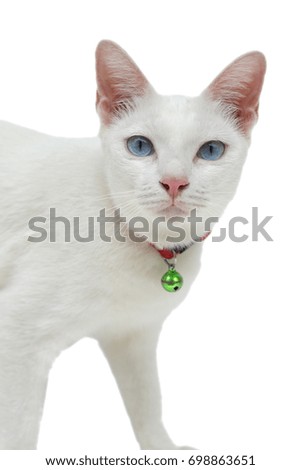 White cat with blue eyes on a white background
