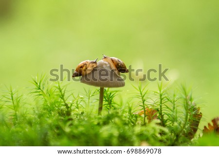 the snail and the mushroom