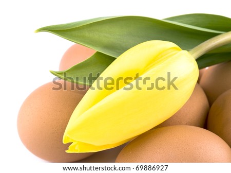Closeup picture of fresh eggs and yellow tulip on white background