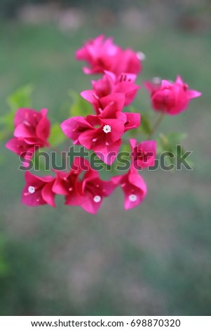 a beautiful bougainvillea flowers 
