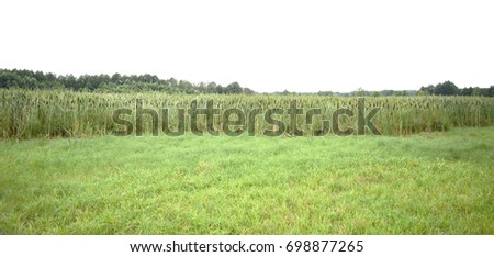 field,reeds and forest