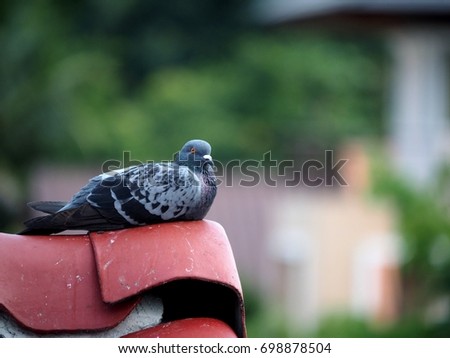 A feral pigeon sitting on the roof.Asia rock dove or domestic pigeon.