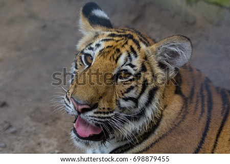 Tiger of thailand