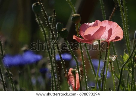pink field poppy and shadow, lucid pink