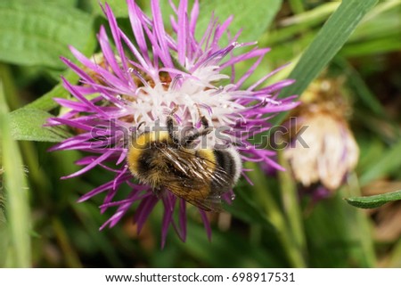 Close-up view from above of the Caucasian fluffy yellow-and-white striped bumblebee plate-toothed Bombus serrisquama seated on a flower cornflower                               
