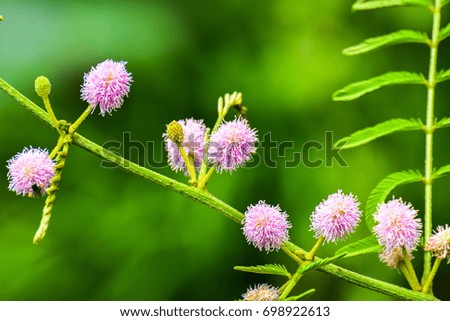 sensitive plant flower 