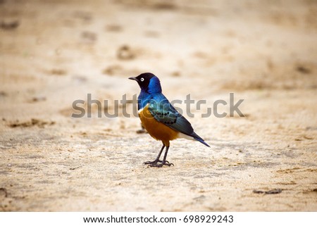 Ethiopian bird