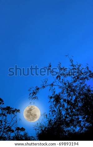 Full moon and bamboo
