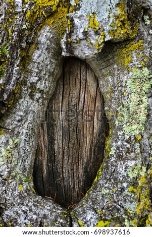 Dark hollow of old birch tree close-up. Birch tree bark texture. Damage to the bark of a tree like a portal or door.