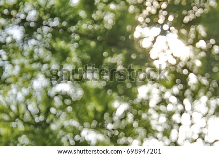 Bamboo forest blur forBackground