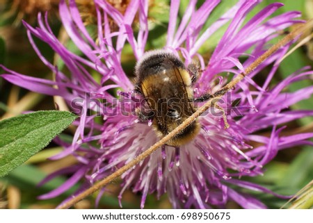  Macro view from the top of a fluffy yellow-and-white striped bumblebee plate-toothed Bombus serrisquama seated on a twig and purple flower cornflower                              