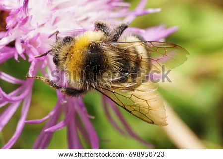  Close-up view from above of a Caucasian fluffy yellow-black striped bumblebee with wings of Bombus serrisquama sitting on a white and purple flower cornflower                              