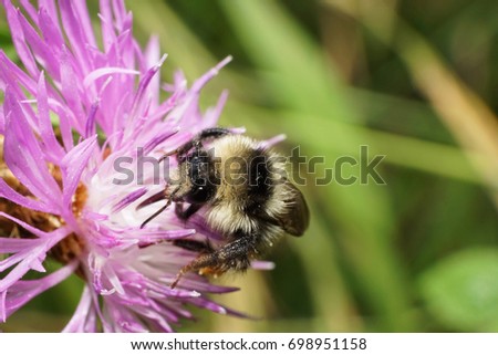 Close-up front view of a Caucasian fluffy white-yellow-black striped bumblebee with wings and feet Bombus serrisquama seated on a purple flower cornflower                               