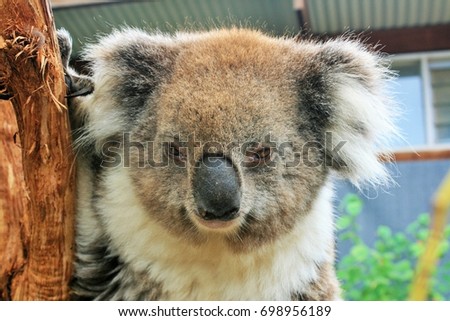 Portrait picture of Koala in the zoo